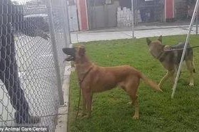 宠物救护站,宠物救护站温情纪实